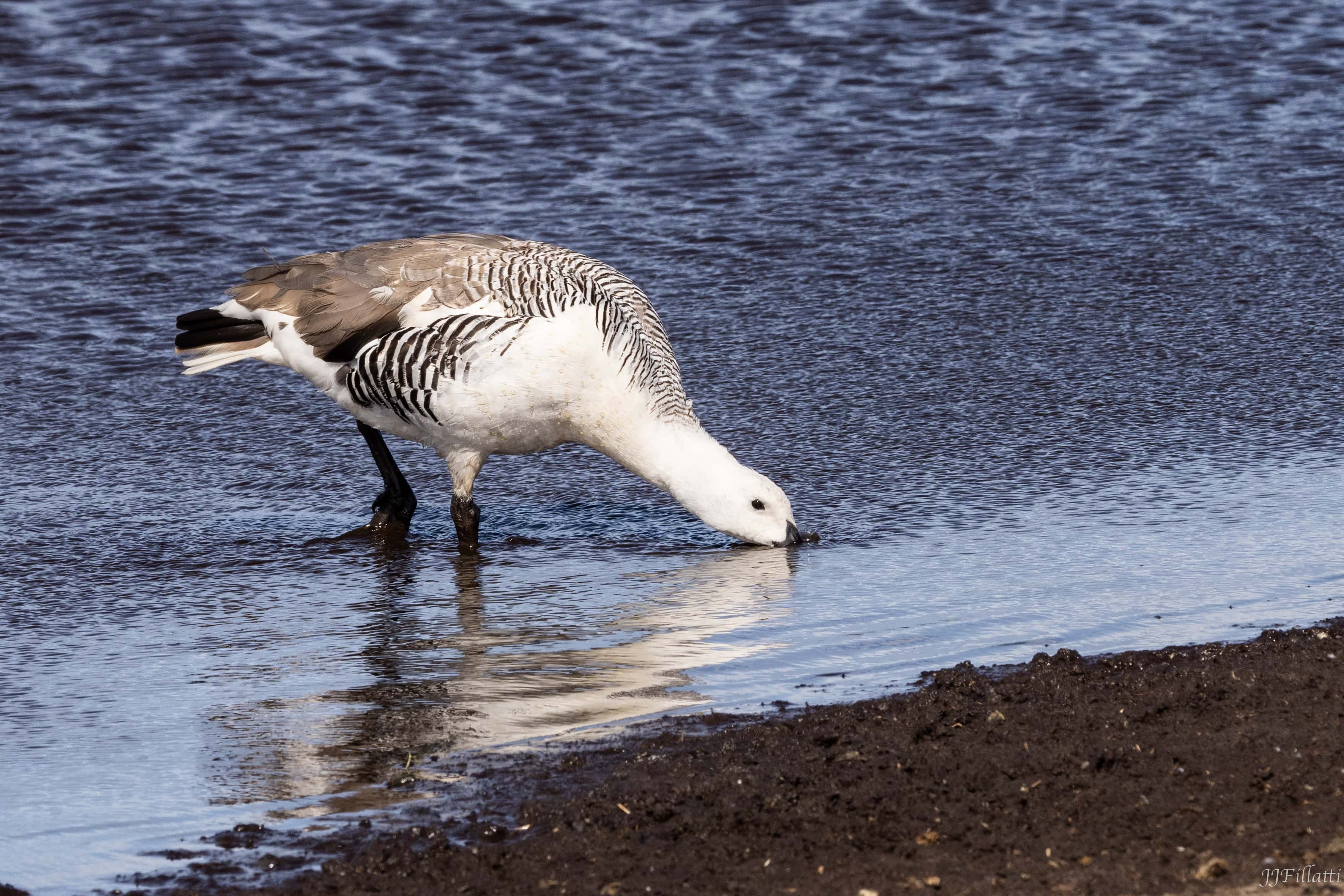 bird of the falklands image 74